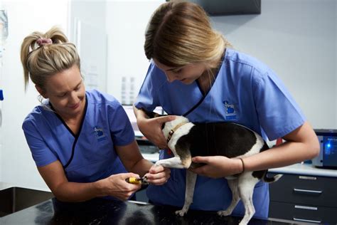 Animal vet clinic - The urgent care clinic is open from 5-11 p.m. Monday-Friday and 8 a.m.-11 p.m. Saturday and Sunday. One doctor is on every shift, along with three to four …